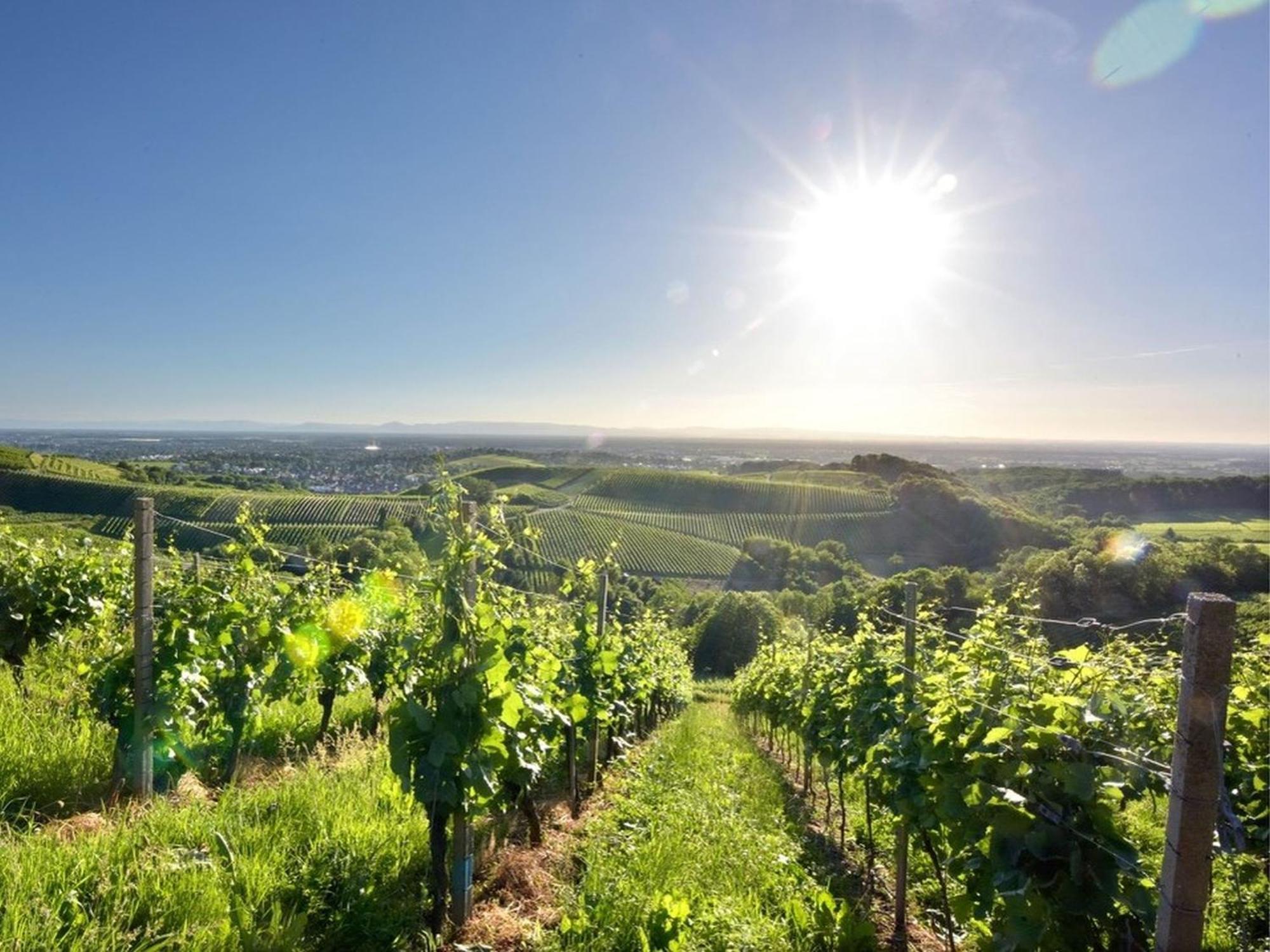 Ferienwohnungen Weingut Pieper Basler Offenburg Dış mekan fotoğraf